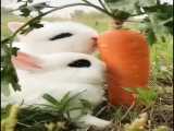 خوردن هویج توسط دو خرگوش بانمک
