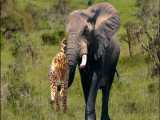 حیات وحش، بالا رفتن شیر نر از درخت از ترس گراز/تلاش فیل برای پایین انداختن پلنگ