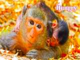 نوزاد میمون تازه متولد شده مادر را در آغوش گرفته