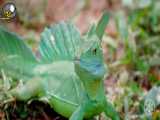 معرفی حیات وحش زیبای کاستاریکا