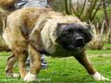 بهترین نژاد سگ ایرانی برای مقابله با گرگ - تفاوت سگ با گرگ