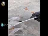 نجات کبوتر گرفتار در کیسه های پلاستیکی های رها شده