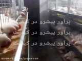 کلیپ رضایتمندی قفس پولت مرغ تخمگذار ، شرکت پرآور