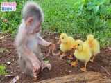 بچه میمون کرم برا جوجه اردک ها پیدا می‌کند تا بخورند