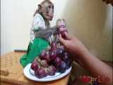 میمون های بامزه در حال خوردن انگور