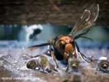حمله زنبورها به مهاجم کندو
