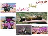 فروش پياز زعفران در ارومیه ۰۹۱۴۸۲۸۶۳۴۱