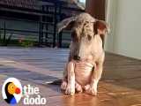 نجات توله سگ خیابانی | دودو (قسمت 347)
