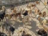 پناهگاه سگ ها شهرداری اوز