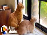 رابطه جالب این دو تا گربه بامزه | دودو (قسمت 350)