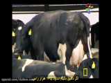 یکی از بزرگترین پروژه های گاو شیری خاورمیانه در کشور عربستان(آژنو)