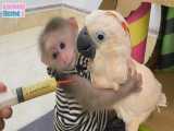 میمون به پدر در غذا دادن به طوطی کمک می‌کند