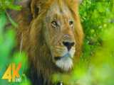 یک ساعت ویدیوی باکیفیت از حیات وحش آفریقا | (ریلکسیشن در طبیعت 256)