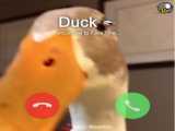 ویدئو کال بین سگ و اردک