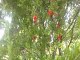 گل دادن انار در روستای زیبای ما تیل آباد-مرداد1400