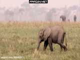 شکار فیل 2 تنی توسط ماده شیر