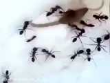 حمله مورچه به (عقرب)
