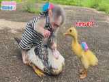 مراقبت میمون از بچه اردک زرد