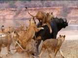 حیات وحش، تلاش بوفالو برای رهایی از دست شیرها/حمله شیر برای شکار گاومیش
