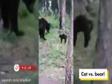 حمله گربه خانگی شجاع به خرس سیاه