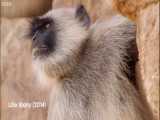 دانلود فیلم ترسناک کلیپ ترسناک نبرد میمونها وحشتناکترین نبرد حیوانات قسمت 109 HD