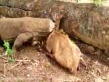 شکار حیوانات وحشی |  اژدهای کومودو 5 حیوان را زنده خورد | حیات وحش