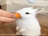 هویج خوردن بامزه بچه خرگوش