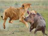 جنگ و نبرد حیوانات - شیر در مقابل خوک - مستند حیات وحش