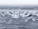 جمعیت دلفین ها در سواحل لاگونابیچ کالیفرنیا