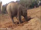 فیل شروع میکنه به کندن زمین تا یازده ساعت و چیز خارق العاده ایی پیدا میشه HD