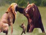 مبارزه سهمگین شیر و خرس گریزلی - مستند حیات وحش