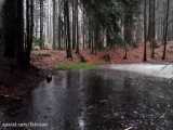 دو ساعت صدای آرامش بخش باران و باد در جنگل | صدای طبیعت / (قسمت 66)