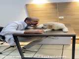 توضیح راجع به سگ‌های نژاد گلدن توسط دامپزشک ایرانی