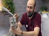 ویدیویی از لحظه بیهوش شدن گربه پس از دریافت داروی بیهوشی
