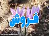 فروش پياز زعفران در شیراز ۰۹۱۴۸۲۸۶۳۴۱