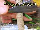 اموزش پیوند نهال