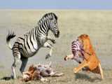 حیات وحش، ضربه مرگبار بوفالو به پلنگ/حمله شیر برای شکار گورخر/شکست شکارچیان