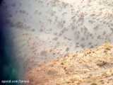 مشاهده و تصویربرداری از یک قلاده پلنگ در منطقه شکار ممنوع کوه سفید دماوند