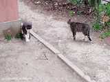 درگیری جالب و شدید دو گربه
