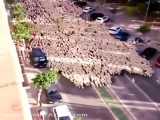 بزرگترین گله گوسفند در خیابان های شهر حین جابجایی ماشاالا