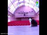 این گربه معروف در سالن تئاتر سن پترزبورگ هم کار می‌کند و هم زندگی!