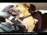 اولین سگی که توانست در نیوزیلند رانندگی کند