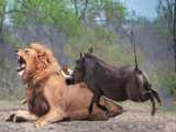 جنگ و نبرد حیوانات وحشی - شیر درمقابل شکارچی - حیات وحش