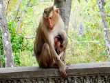 بچه میمون در آغوش مادر