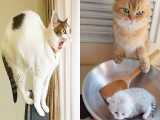 فیلم گربه های طنز و خنده دار - حیوانات خانگی