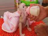 شیر خوردن بچه میمون گرسنه
