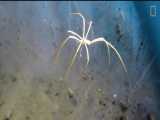 عنکبوت دریایی 