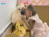 مراقبت کردن بچه میمون از اردک و طوطی