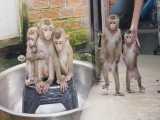 حمام کردن سه میمون بازیگوش