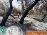 گزارش از جنگلهای دز پس از آتش سوزی
